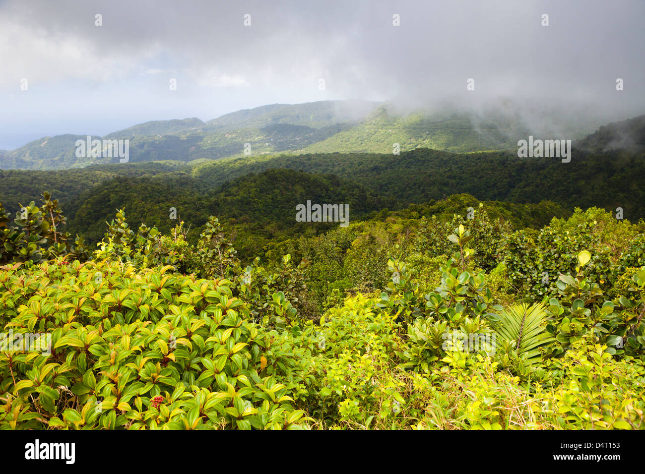 Parc national de Morne Trois Pitons au Boiling Lake Randonnée pédestre, Dominique Banque D'Images