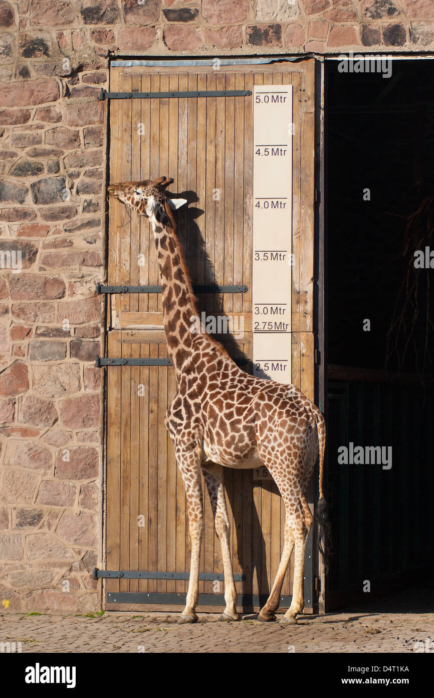 Girafe se tenait près d'une mesure Banque D'Images