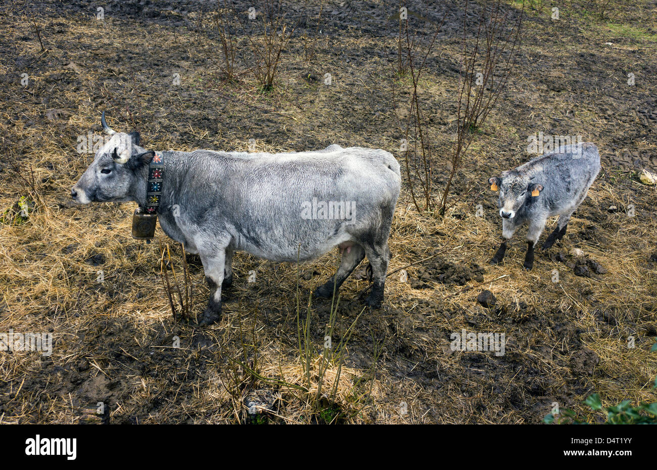 Vache et son veau Gascon et cow bell, bovins, Pyrénées Banque D'Images