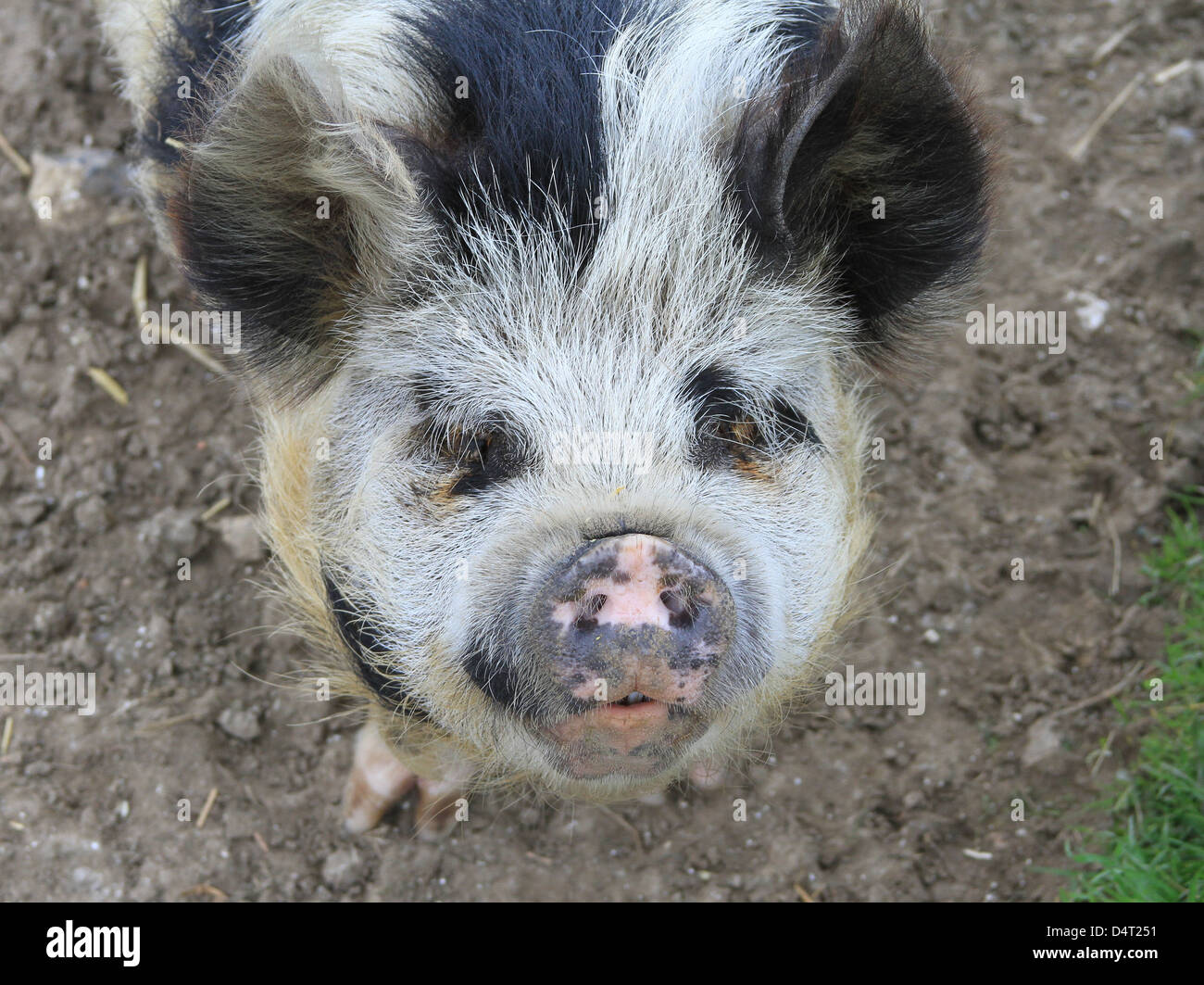 Friendly Pig au un sanctuaire Banque D'Images