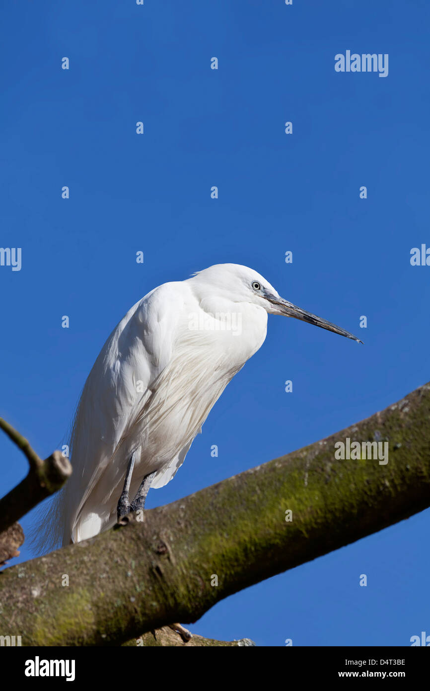 Petit Egret perché dans un arbre avec espace de copie. Banque D'Images