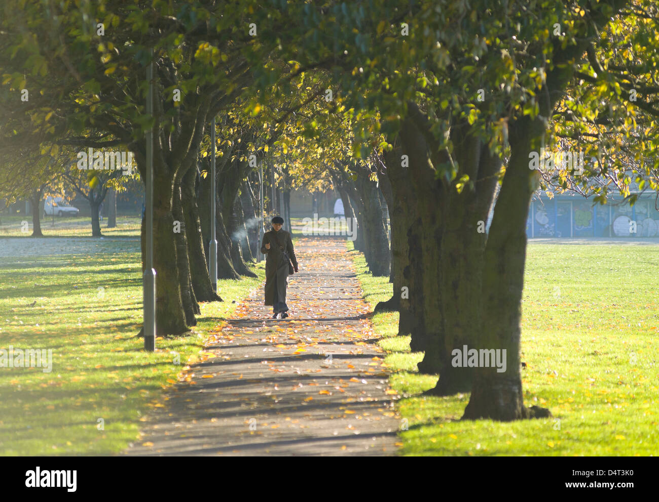 Avec l'avenue de l'arbre au soleil - la femme meadows Banque D'Images
