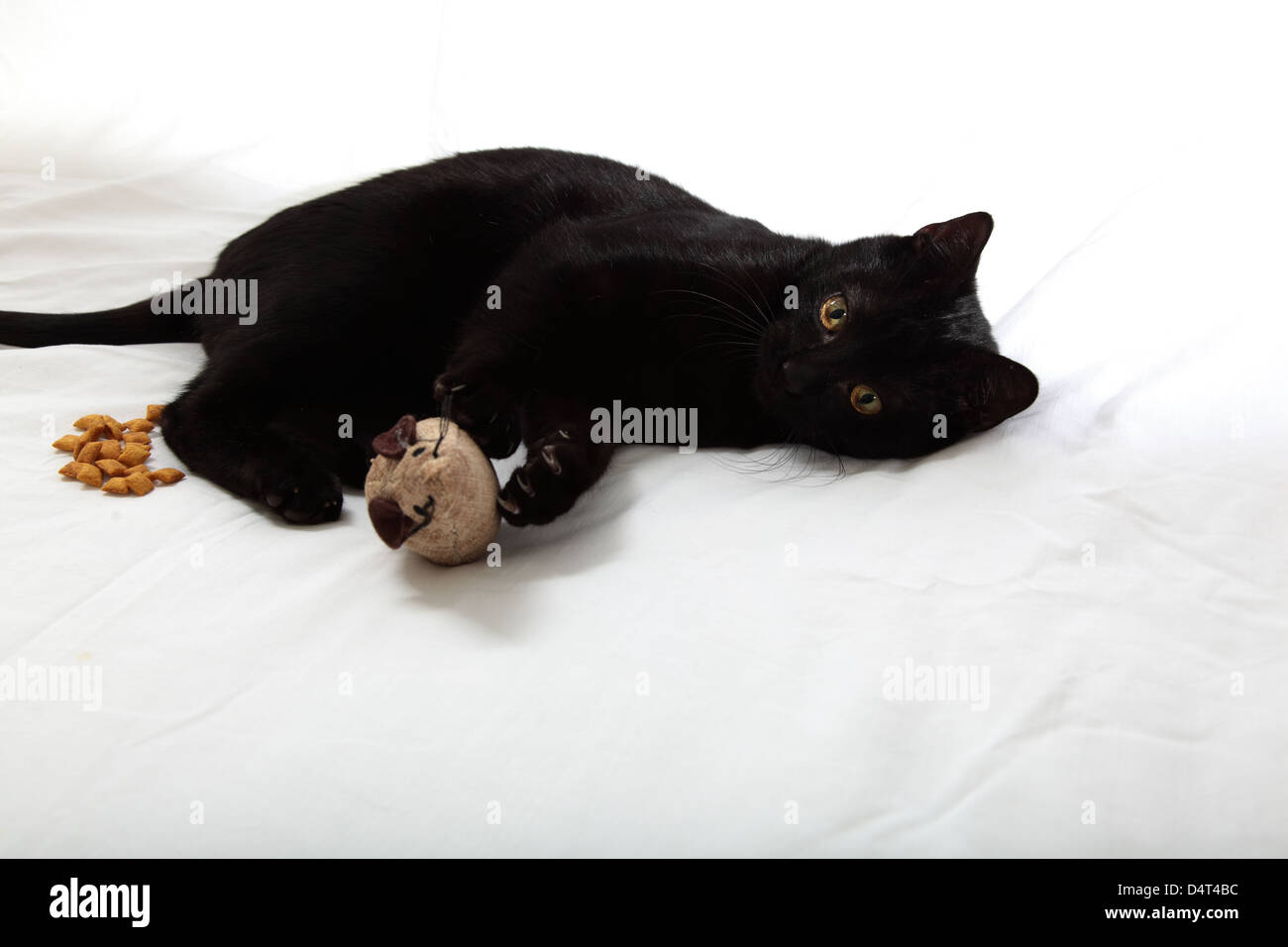 Chat noir sur fond blanc jouant avec la souris catnip jouet Banque D'Images