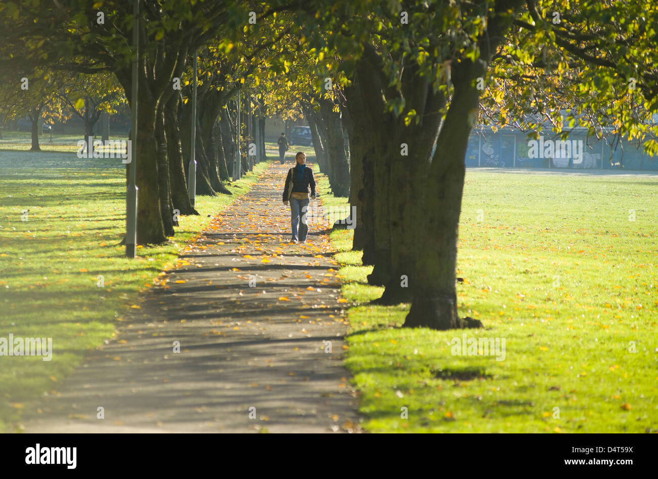 Avec l'avenue de l'arbre au soleil - la femme meadows Banque D'Images