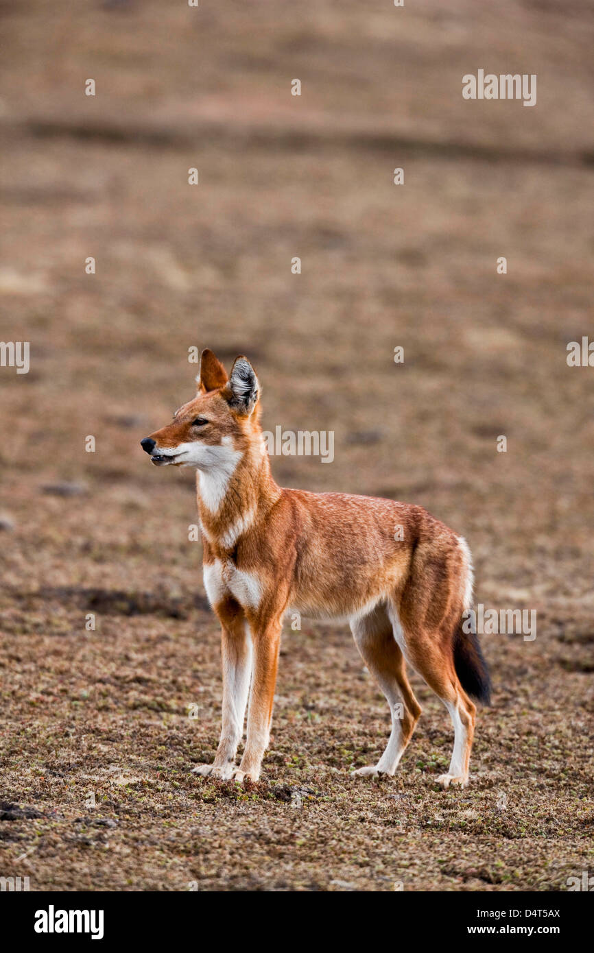 Loup éthiopien (Canis simensis), Bale Mountains National Park, Ethiopie Banque D'Images