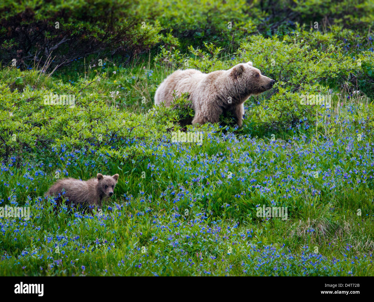 (Ét) femelle grizzli (Ursus arctos horribilis), avec les louveteaux, Col de Sable, Denali National Park, Alaska, USA Banque D'Images