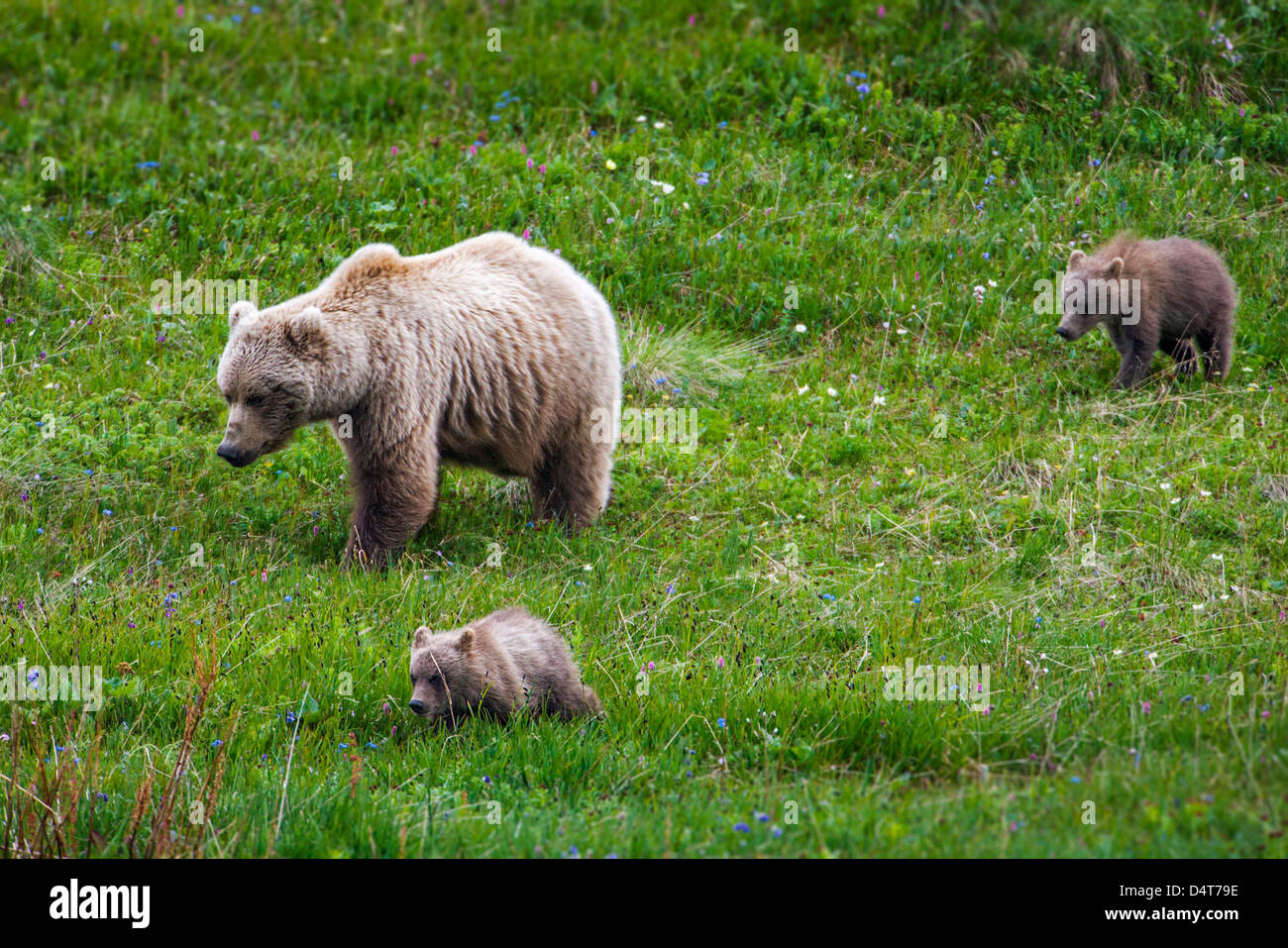 (Ét) femelle grizzli (Ursus arctos horribilis), avec les louveteaux, Col de Sable, Denali National Park, Alaska, USA Banque D'Images