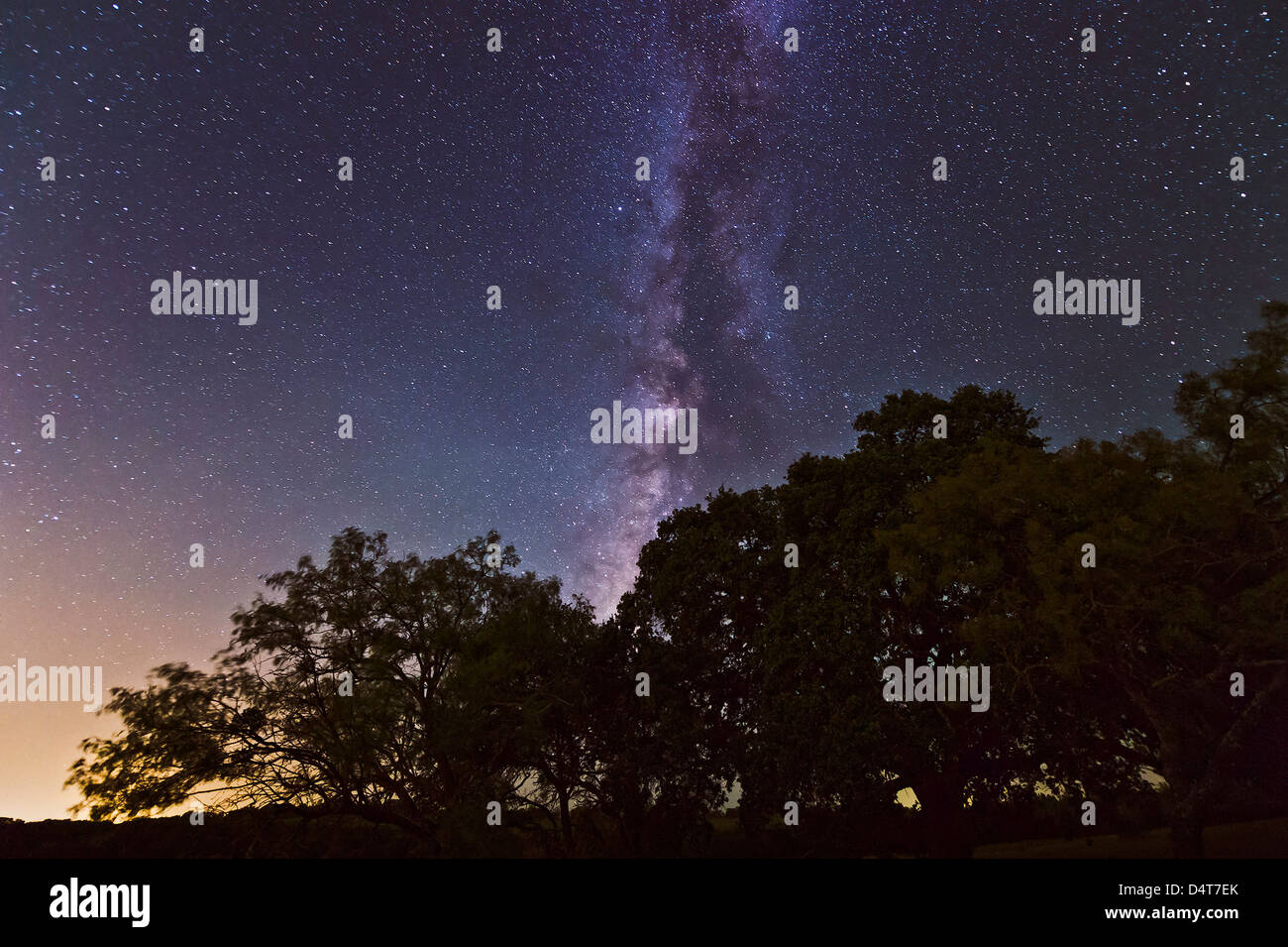 Paysage de nuit avec la Voie lactée au-dessus de chêne et les mesquites, Adamsville, au Texas. Banque D'Images