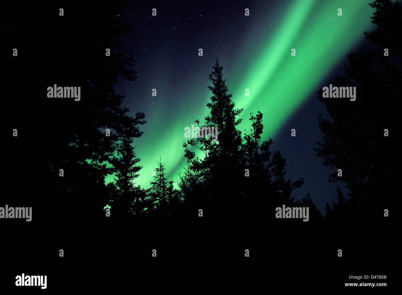 Aurore boréale au-dessus des arbres, Yellowknife, Territoires du Nord-Ouest, Canada. Banque D'Images