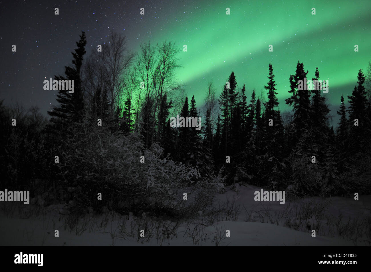Aurore boréale au-dessus des arbres, Yellowknife, Territoires du Nord-Ouest, Canada. Banque D'Images