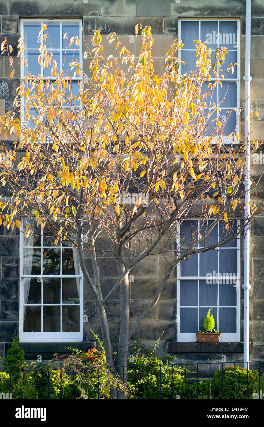 Les feuilles d'automne et la nouvelle ville architecture georgienne window Banque D'Images