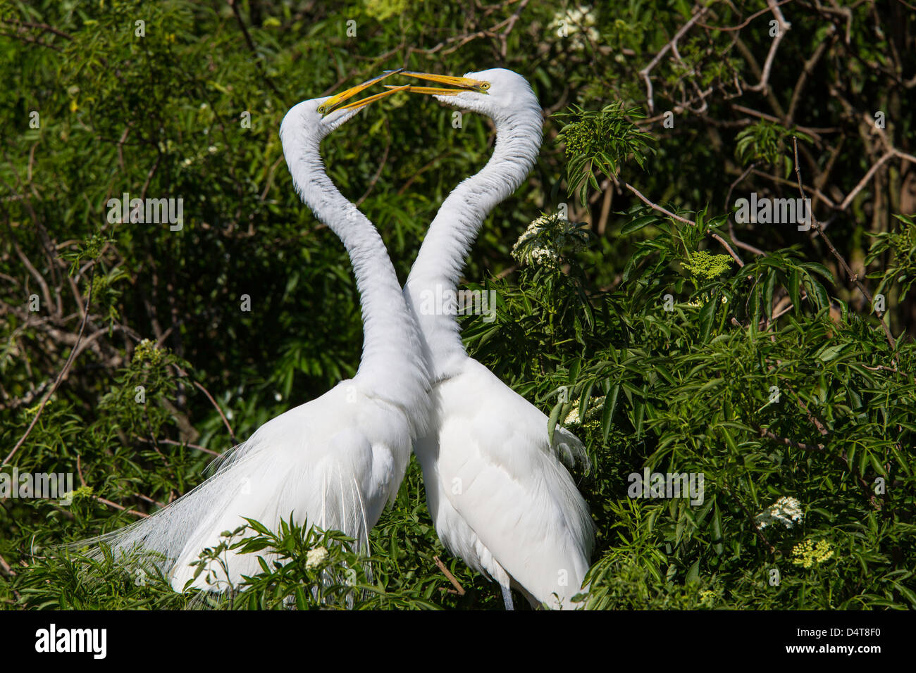 Une paire de Grande Aigrette Aigrette américaine ou à Gatorland à Orlando en Floride Banque D'Images