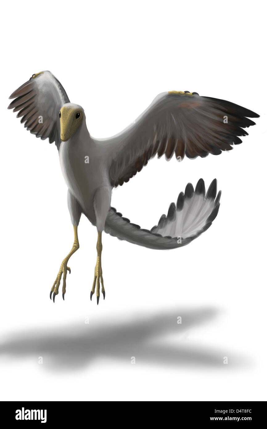 Archaeopteryx avec ailes déployées. Banque D'Images