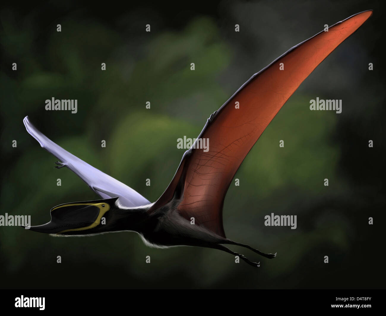 Dsungaripterus avec ailes déployées en vol. Banque D'Images