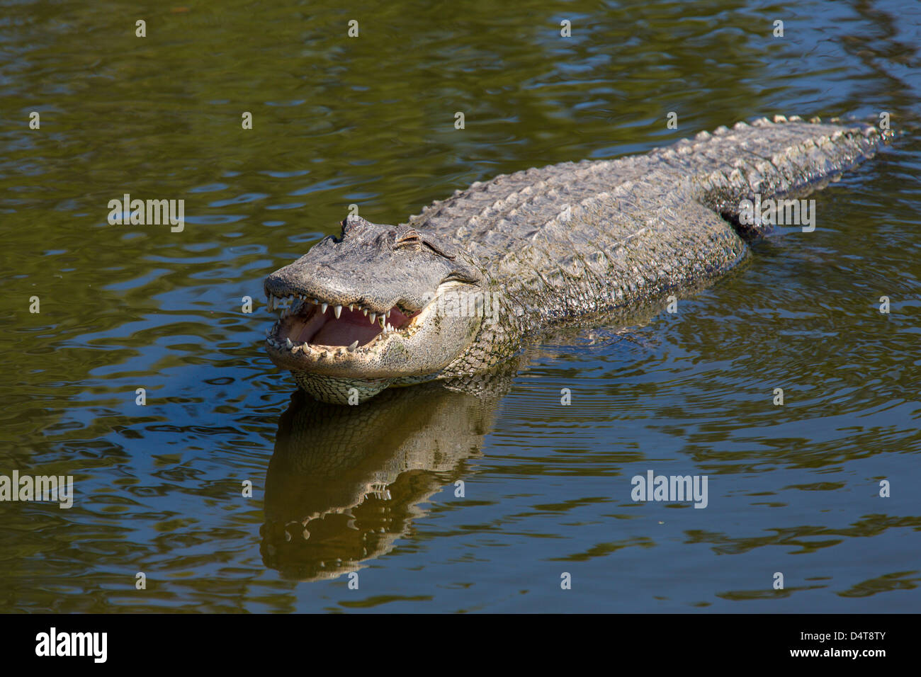 Avec Alligator bouche ouverte à Gatorland à Orlando en Floride Banque D'Images