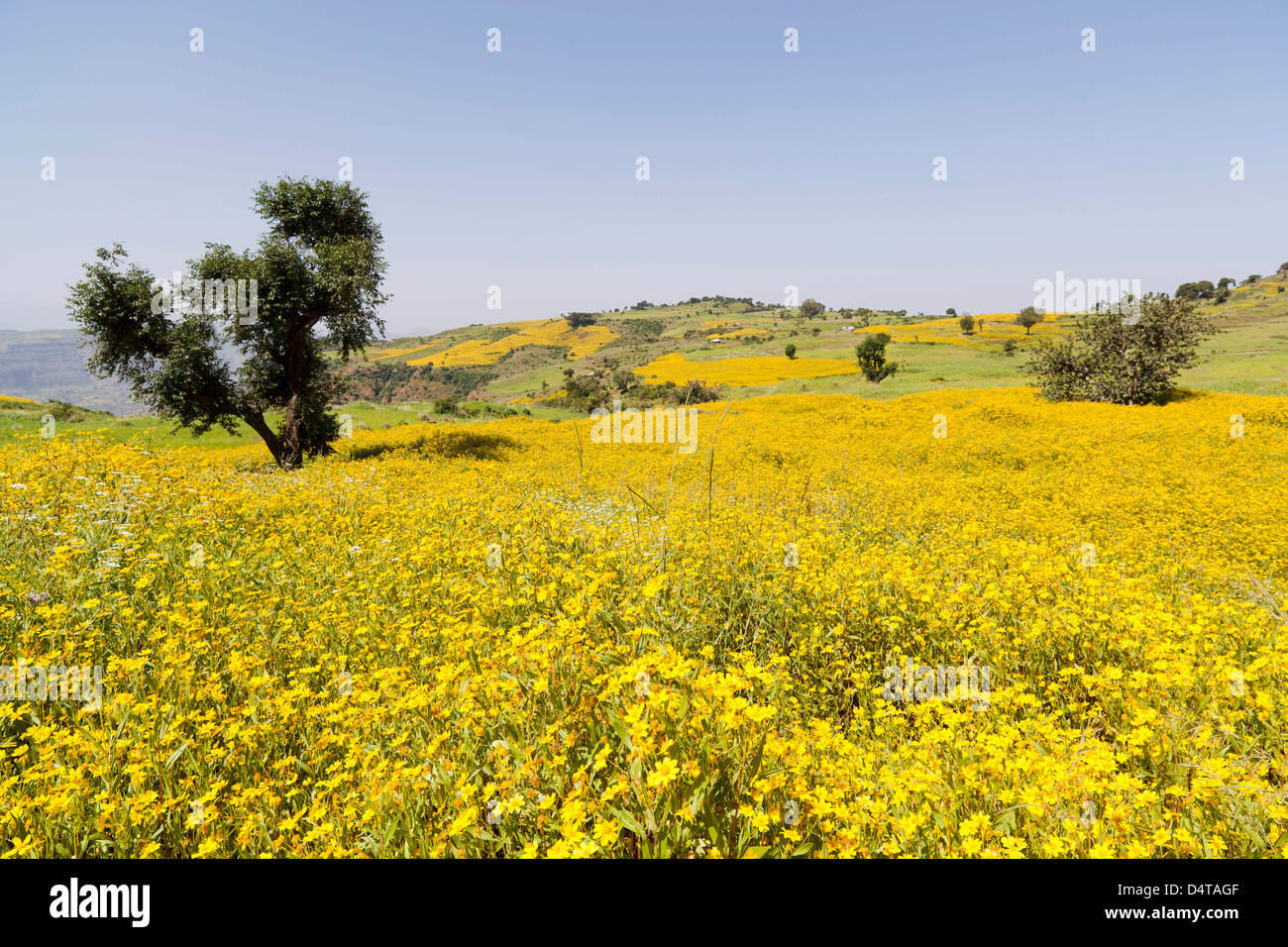 Terrain avec près de graines de Niger, près de Mulit Montagnes Semien, Ethiopie Banque D'Images