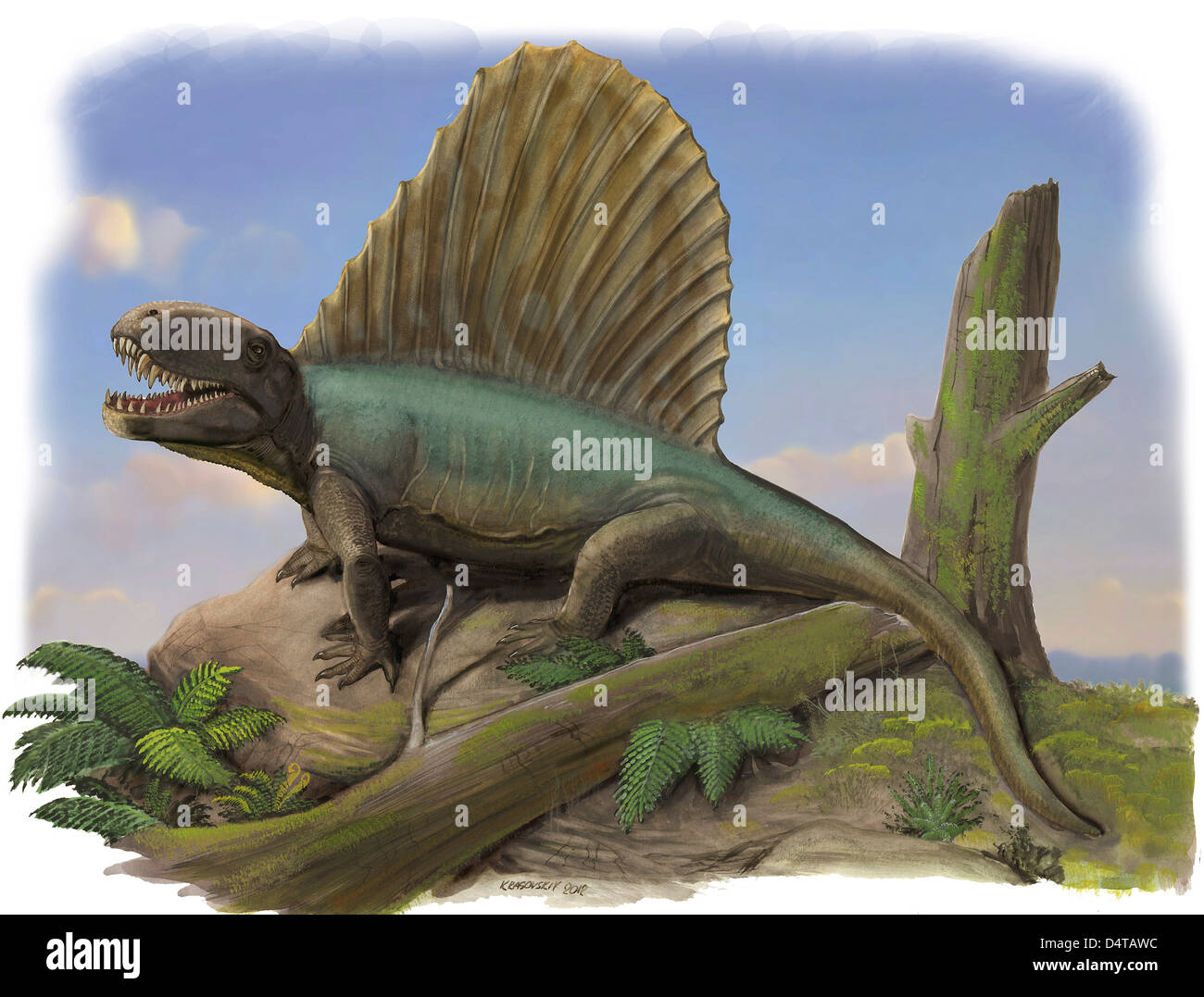 Dimetrodon limbatus Banque D'Images