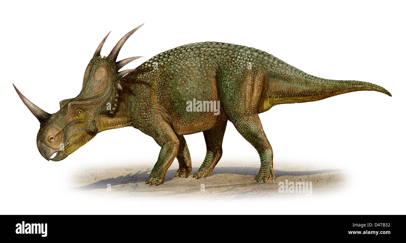 Styracosaurus albertensis, une ère préhistorique dinosaure du Crétacé
