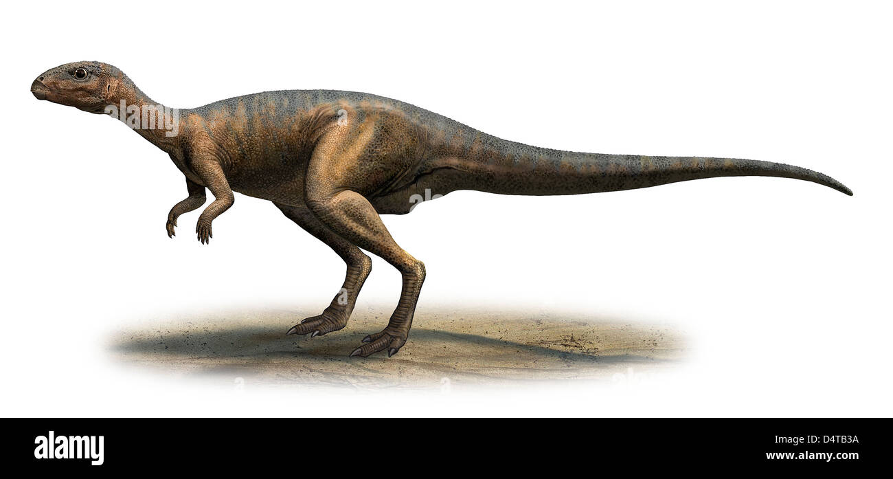 Dryosaurus altus, préhistoire dinosaure de la fin du Jurassique. Banque D'Images