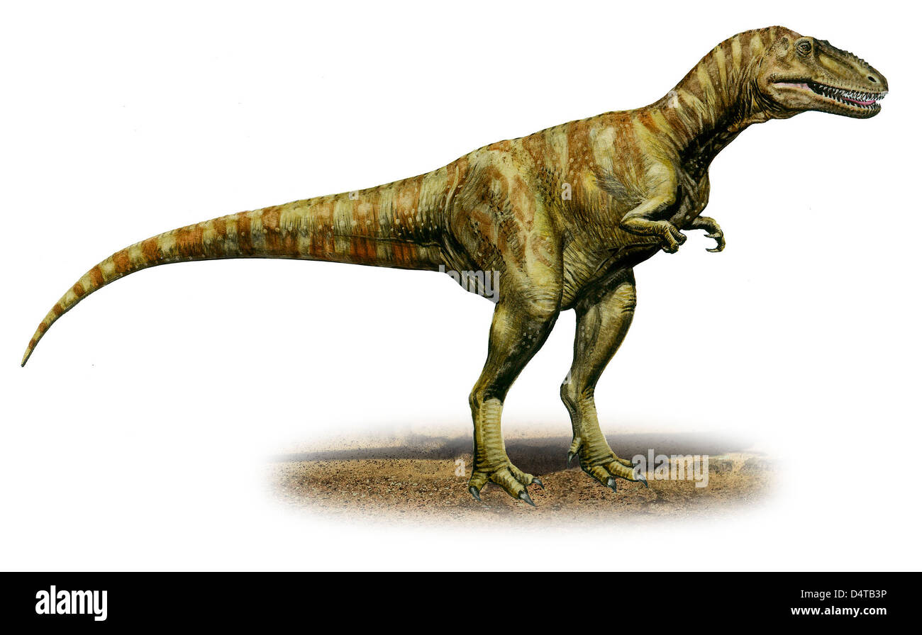 Alioramus remotus, un dinosaure préhistoire de la fin du Crétacé. Banque D'Images