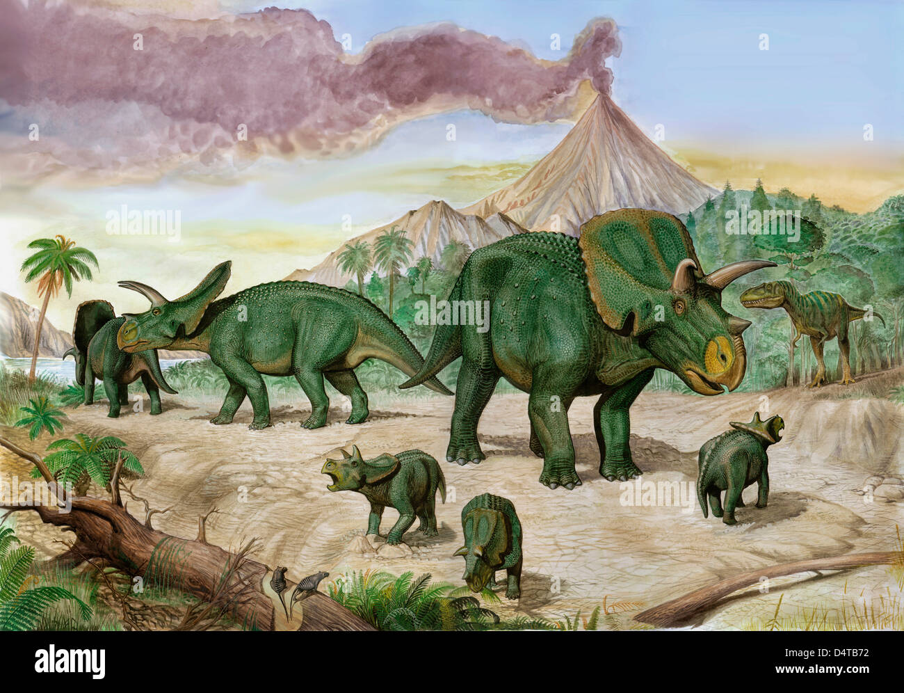 L'Albertosaurus observe une famille de Arrhinoceratops. Banque D'Images