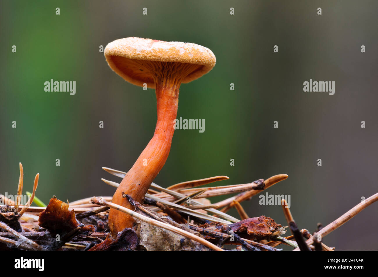 Une fausse chanterelle (Hygrophoropsis aurantiaca) croissant dans les feuilles mortes et les aiguilles de pin dans la région de Clumber Park, Nottinghamshire. Banque D'Images