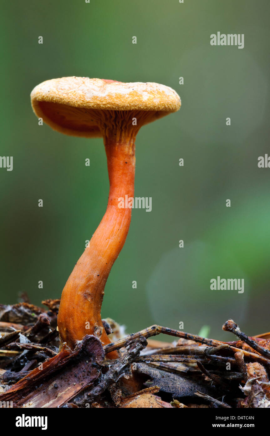 Une fausse chanterelle (Hygrophoropsis aurantiaca) croissant dans les feuilles mortes et les aiguilles de pin dans la région de Clumber Park, Nottinghamshire. Banque D'Images