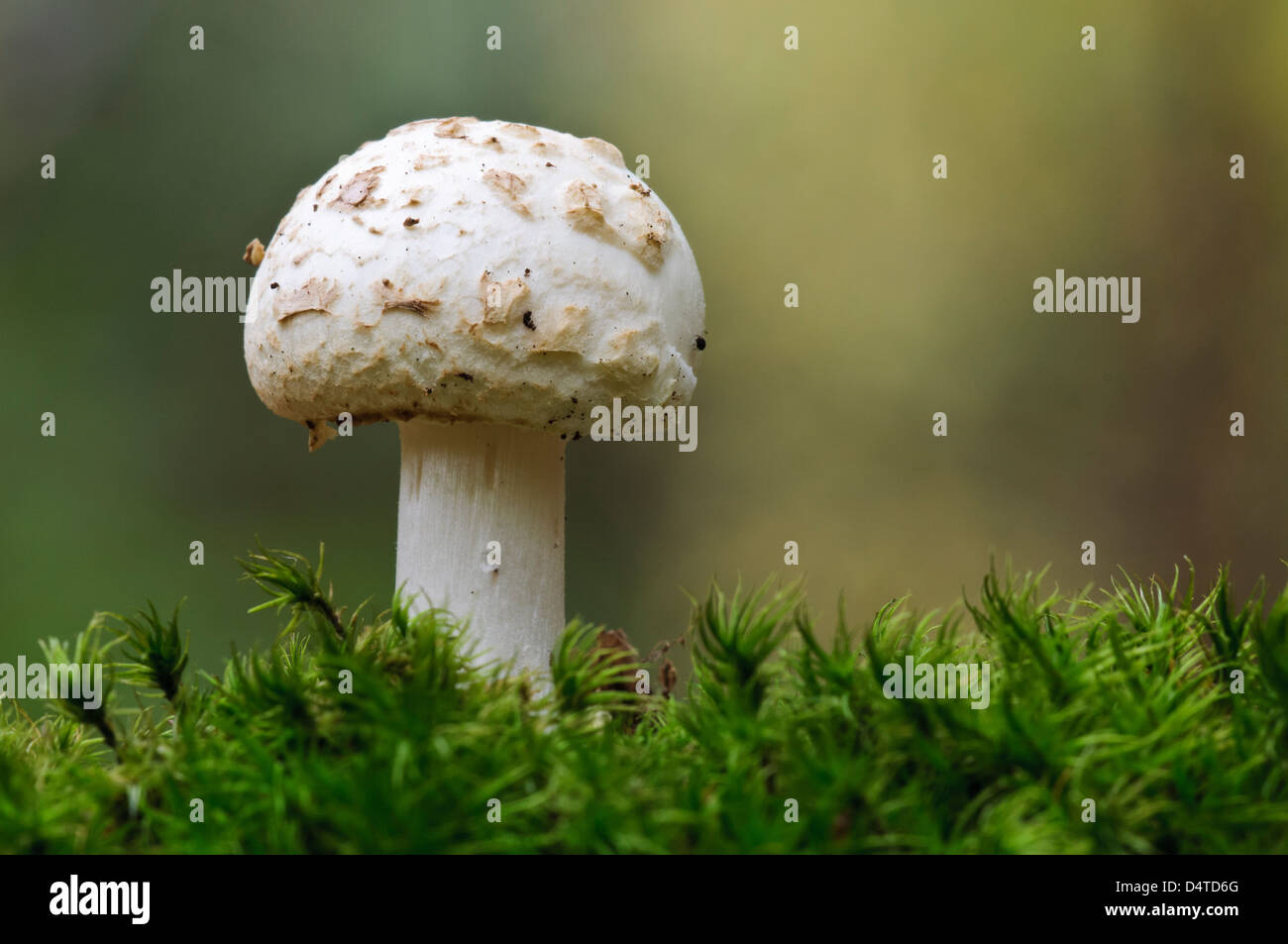 Une fausse deathcap (Amanita citrina) au milieu de plus en plus charmante en Clumber Park, Nottinghamshire. Octobre. Banque D'Images