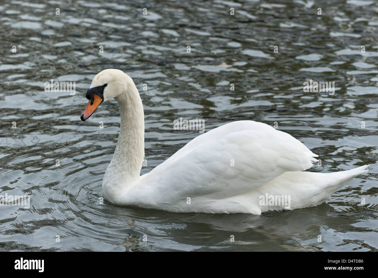 Cygne sur l'eau de la rivière Cam à Cambridge, UK Banque D'Images