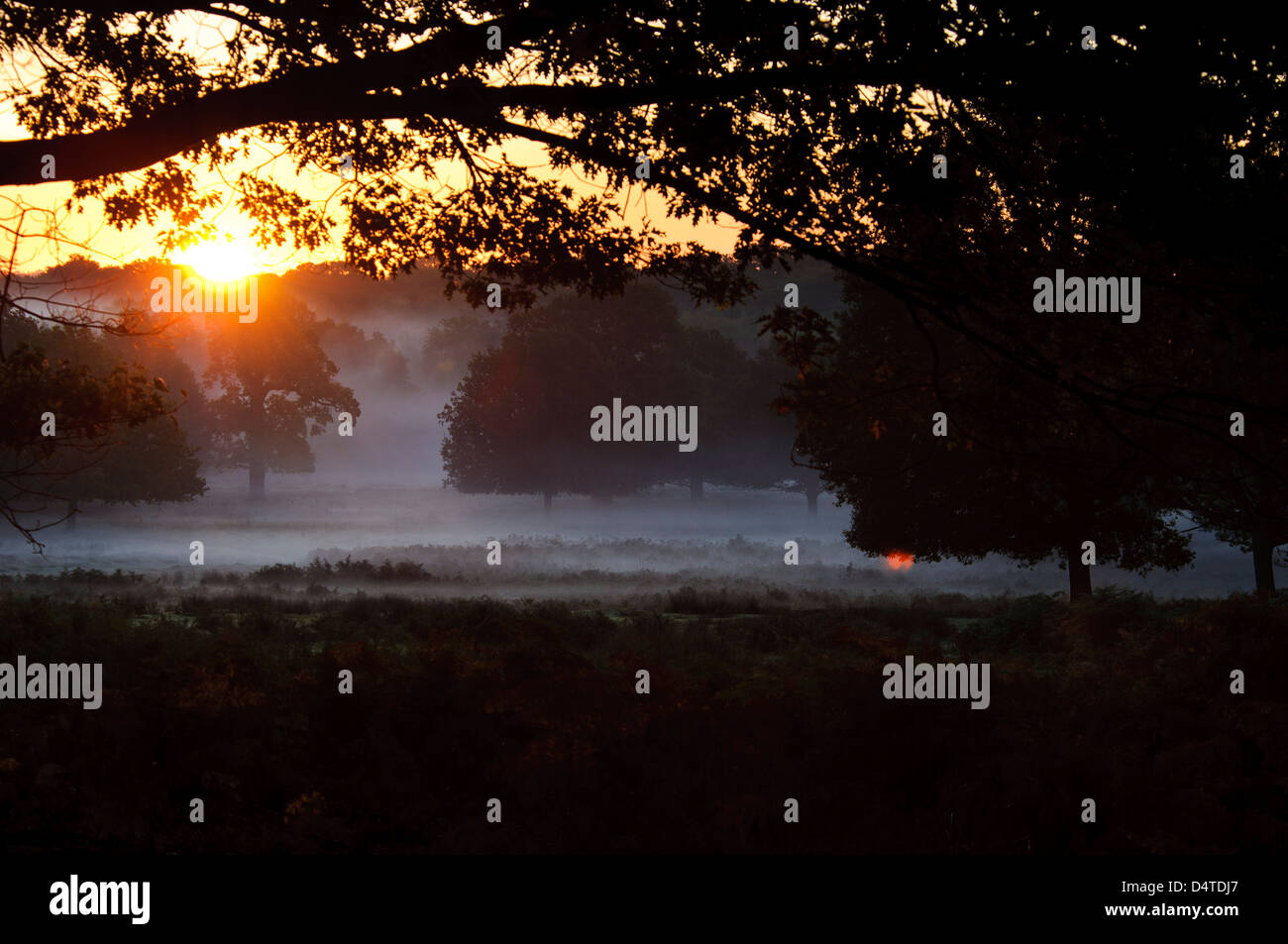 Lever du soleil sur un matin d'automne brumeux à Richmond Park. Octobre. Banque D'Images
