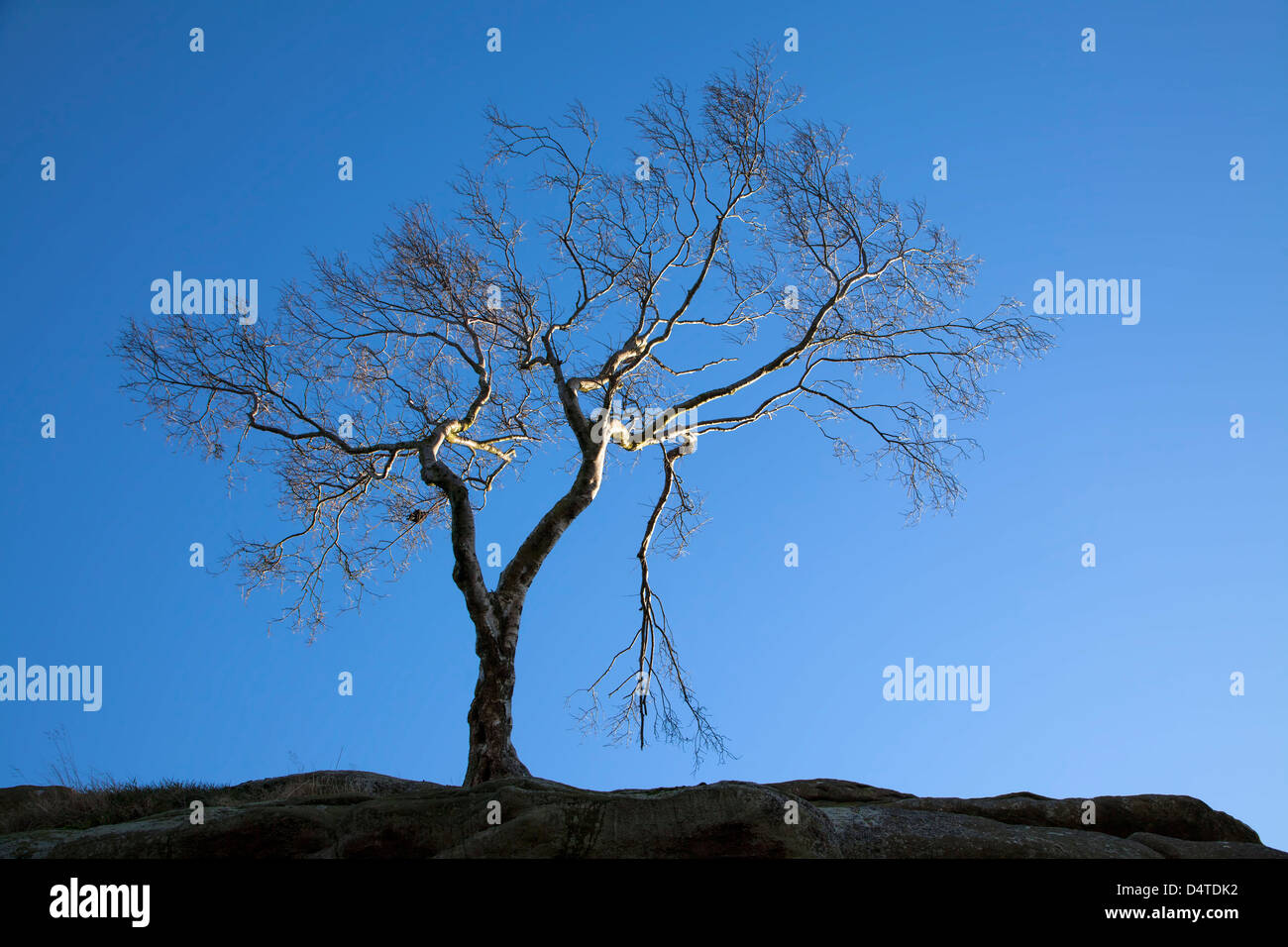 Silver Birch Tree Brimham Rocks North Yorkshire Banque D'Images