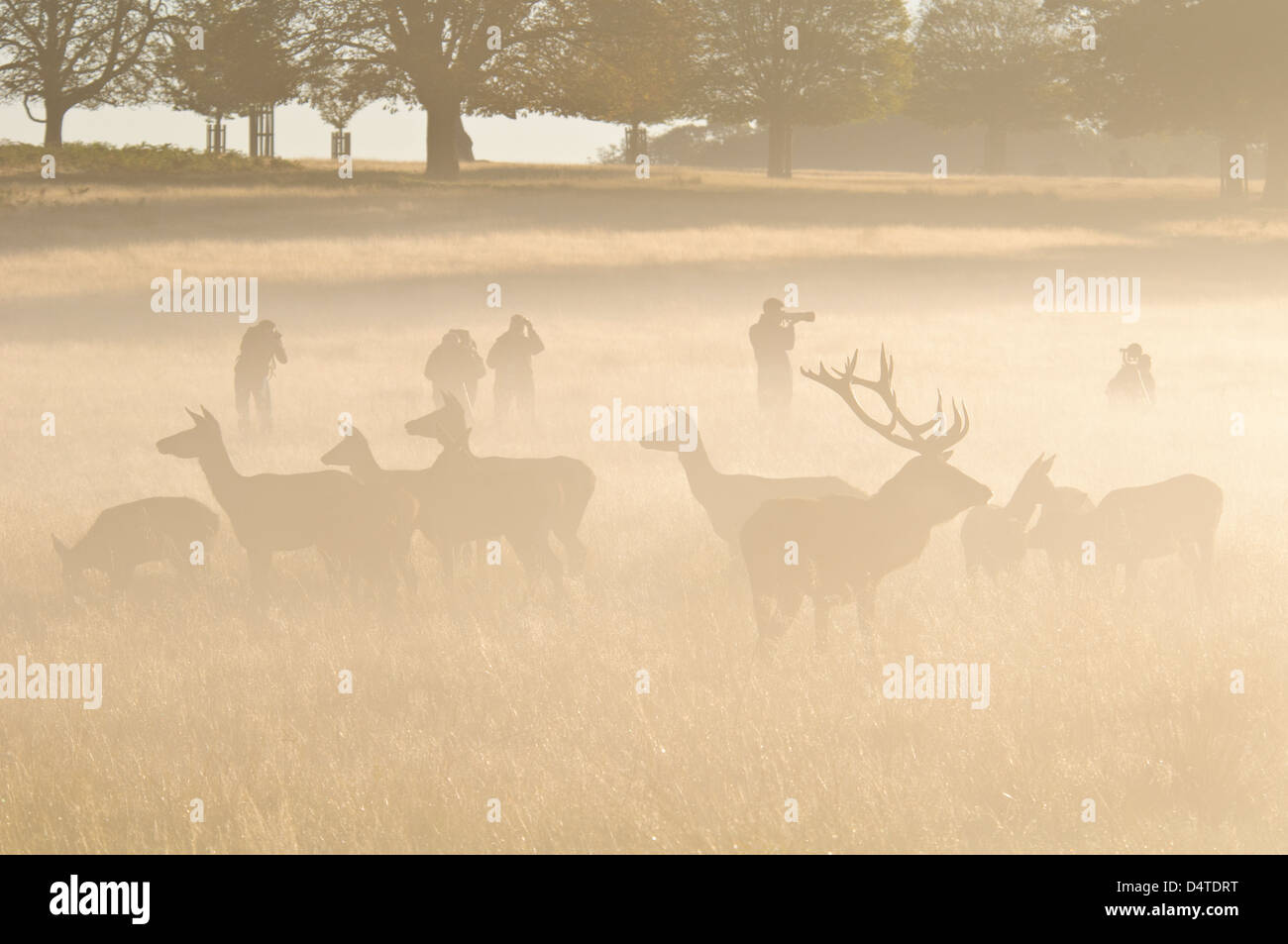 Un troupeau de red deer (Cervus elaphus) dans la brume et entouré par les photographes à Richmond Park. Octobre. Banque D'Images