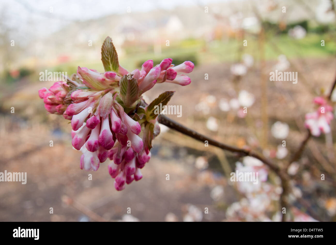 Viburnum Bodnantense Charles Lamont Banque D'Images