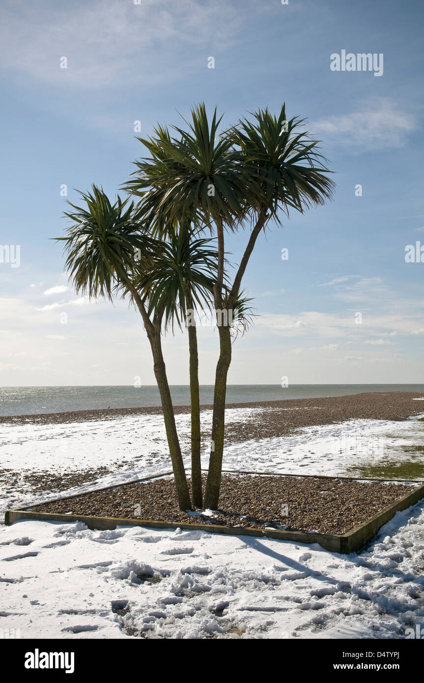 Neige et palmiers sur la promenade de West Worthing, West Sussex, UK Banque D'Images