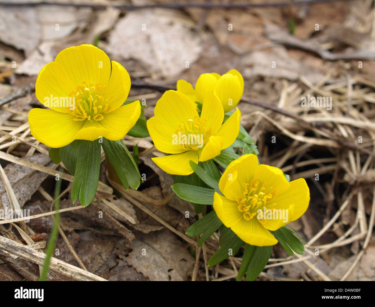 Eranthis hyemalis aconit d'hiver / / Winterling Banque D'Images