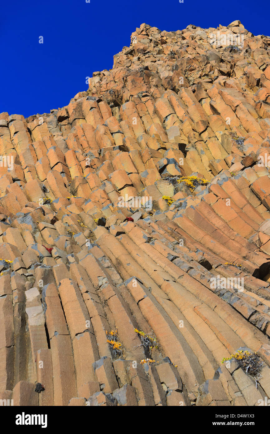 Les feuilles d'automne de saule de l'Arctique sur les courbes des groupes de colonnes de basalte. Vikingebugt Scoresbysund Fiord. Banque D'Images