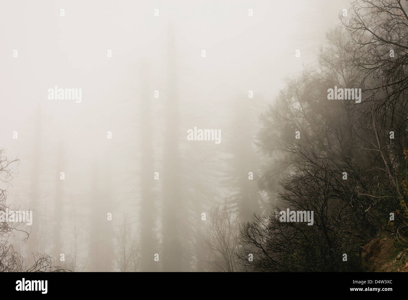 Fog rolling over trees in forest Banque D'Images