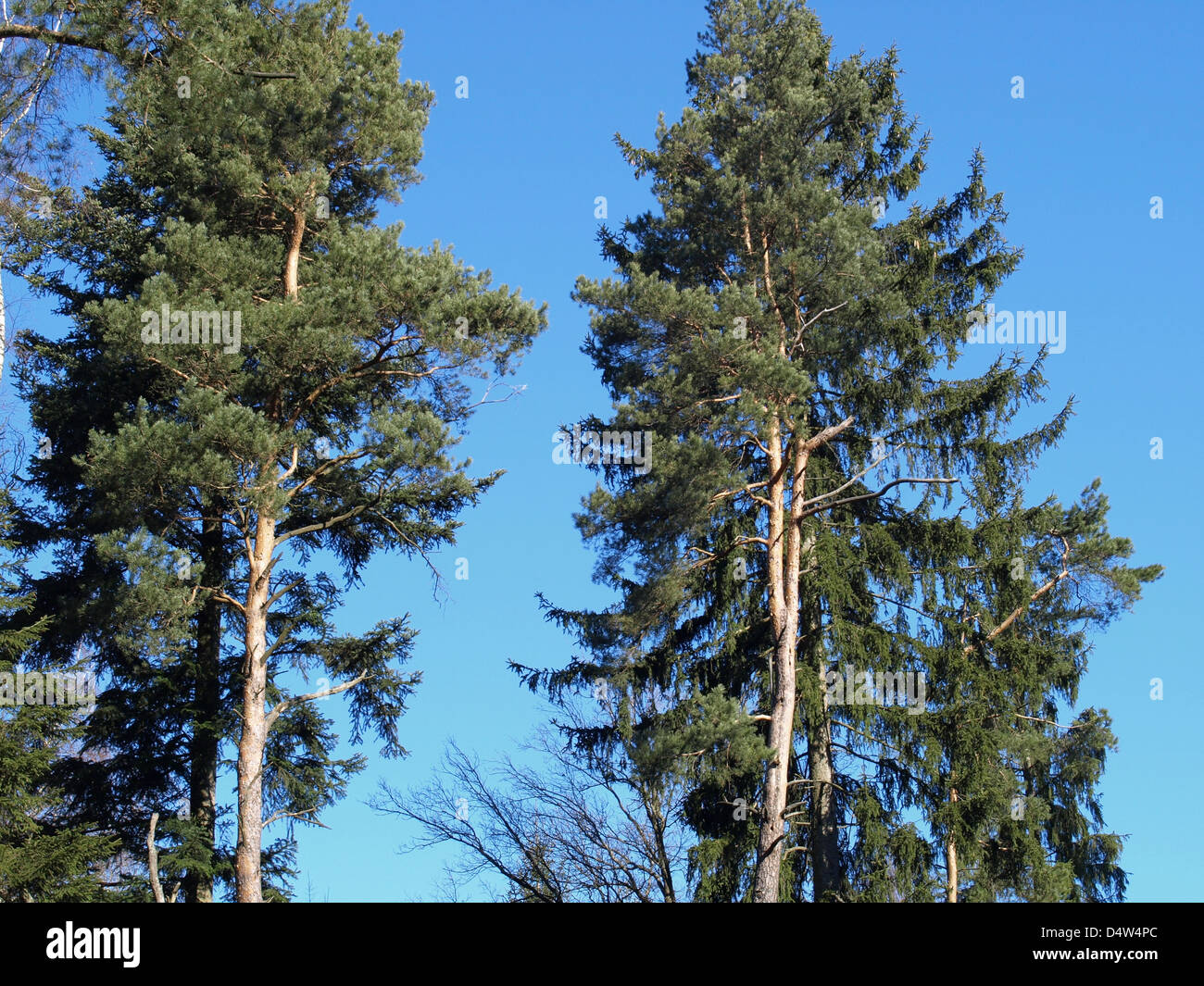 Le pin sylvestre avec les trous du pic / Pinus silvestris / Wald-Kiefer mit Höhlen vom Specht Banque D'Images