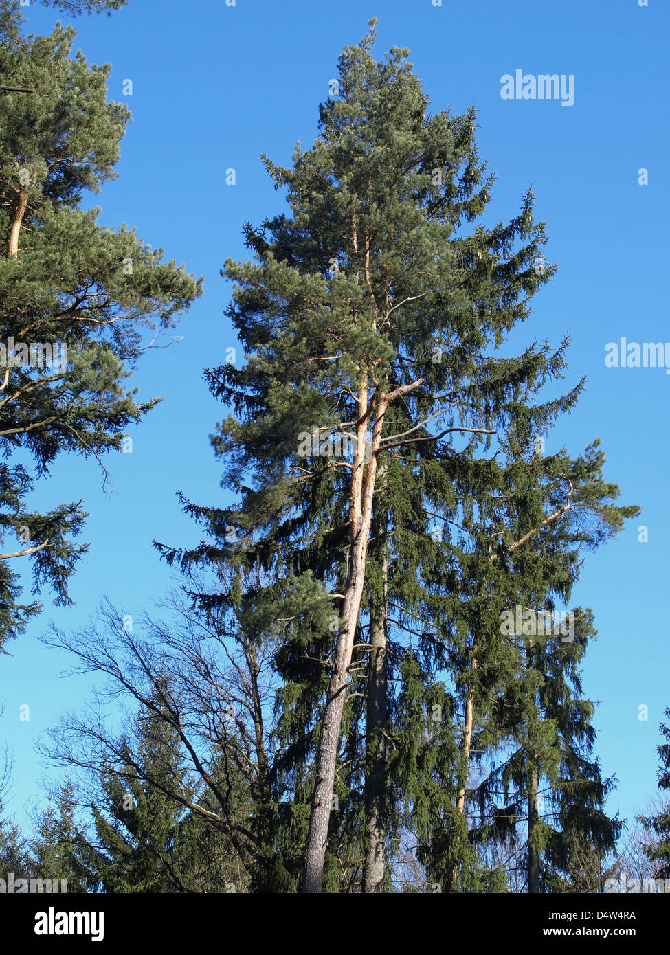 Le pin sylvestre avec les trous du pic / Pinus silvestris / Wald-Kiefer mit Höhlen vom Specht Banque D'Images