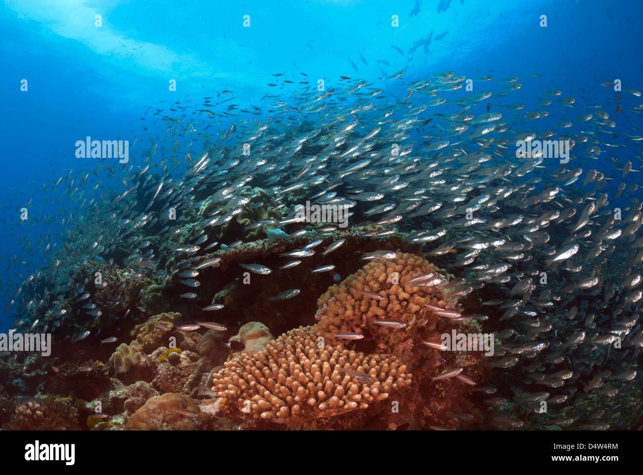 Les récifs coralliens avec les poissons de récif, Grande Barrière de Corail, Mer de Corail, l'océan Pacifique, Queensland, Australie Banque D'Images
