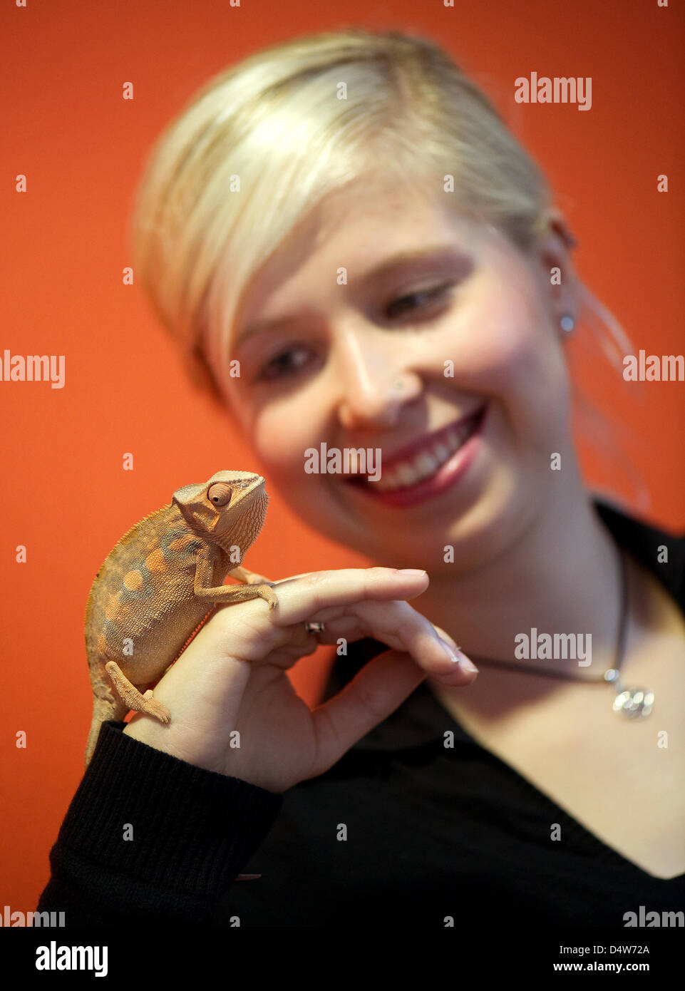 Un employé de la pet fair à Dresde pose avec un caméléon panthère de Madagascar lors d'un photocall à Dresde, Allemagne, 15 septembre 2010. Du 17 au 19 septembre 2010, les vendeurs, les clubs et les reproducteurs présents un large éventail d'offres pour les amateurs et les propriétaires d'animaux sur le parc d'exposition de Dresde. Photo : Arno Burgi Banque D'Images