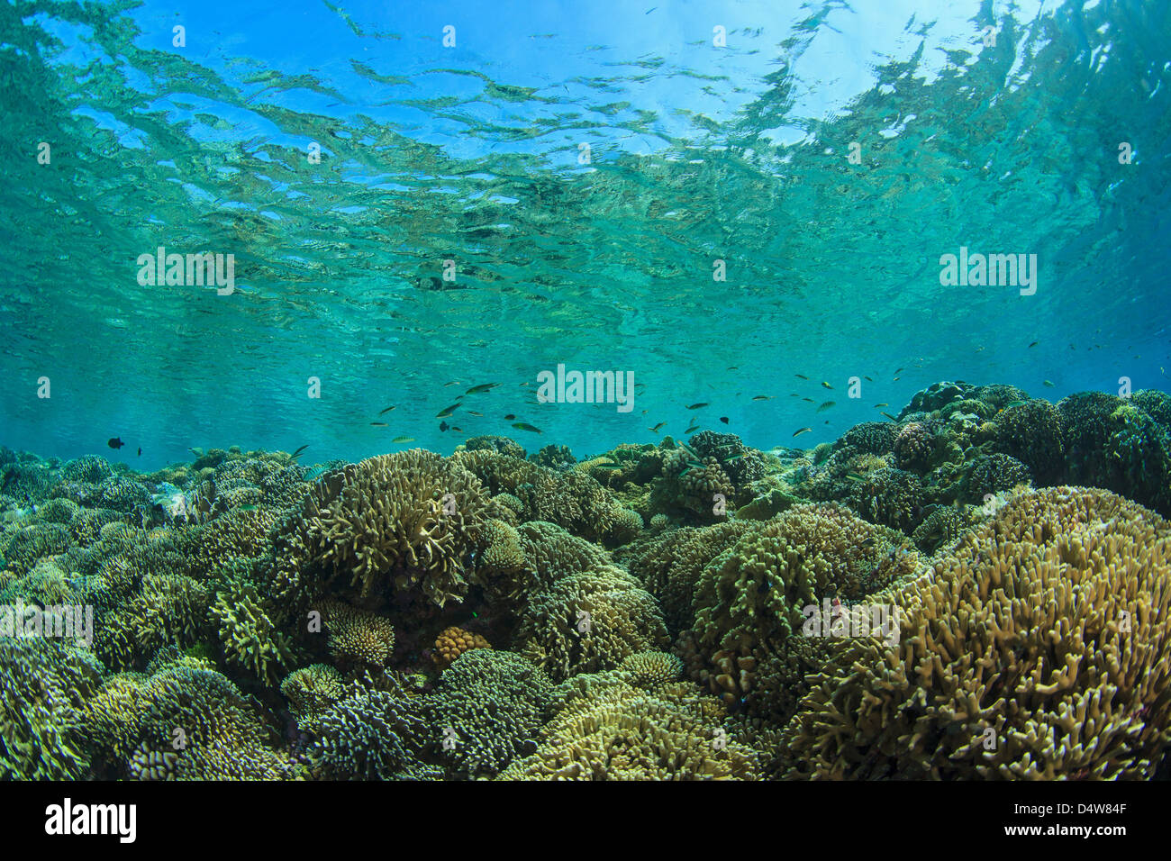 Les récifs coralliens en eau peu profonde Banque D'Images