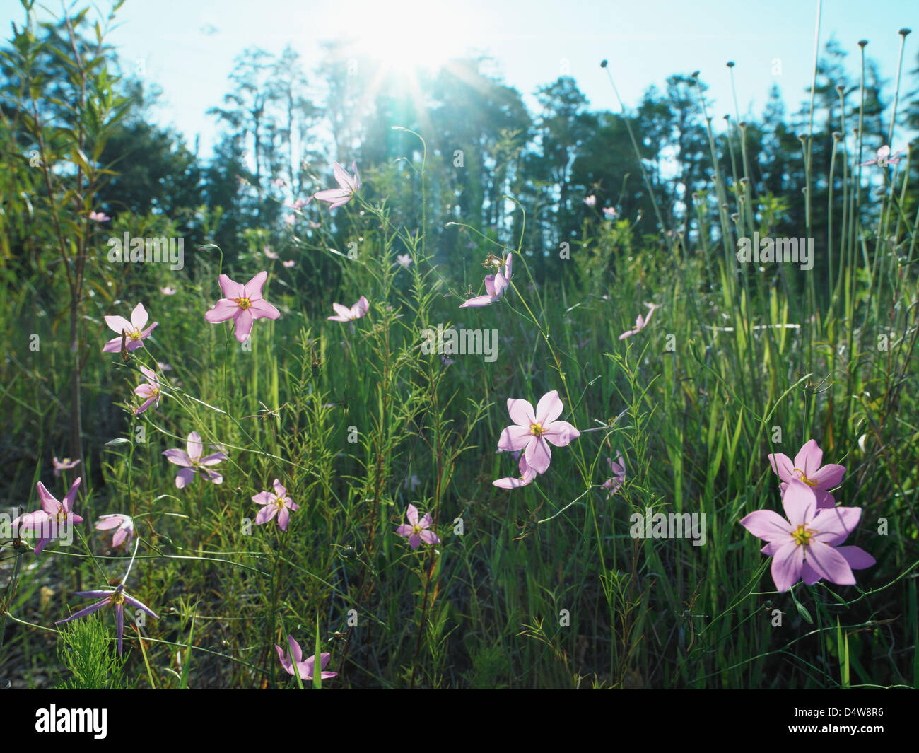 Purple Flowers growing in grassy field Banque D'Images