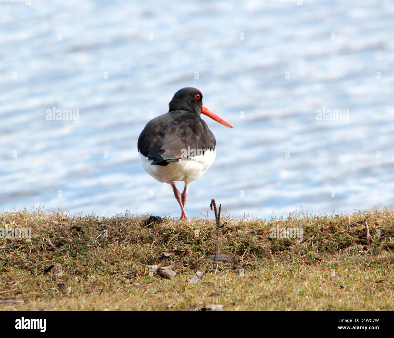 L'Huîtrier pie commune (Haematopus ostralegus) de nourriture dans l'herbe d'une prairie Banque D'Images