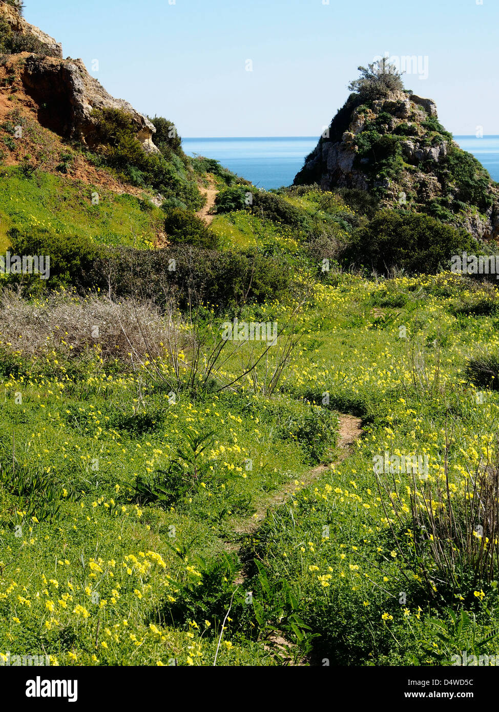 Sur le chemin de la vallée d'herbe avec des fleurs jaune sauvage falaise portugal Ponta da Piedade Banque D'Images