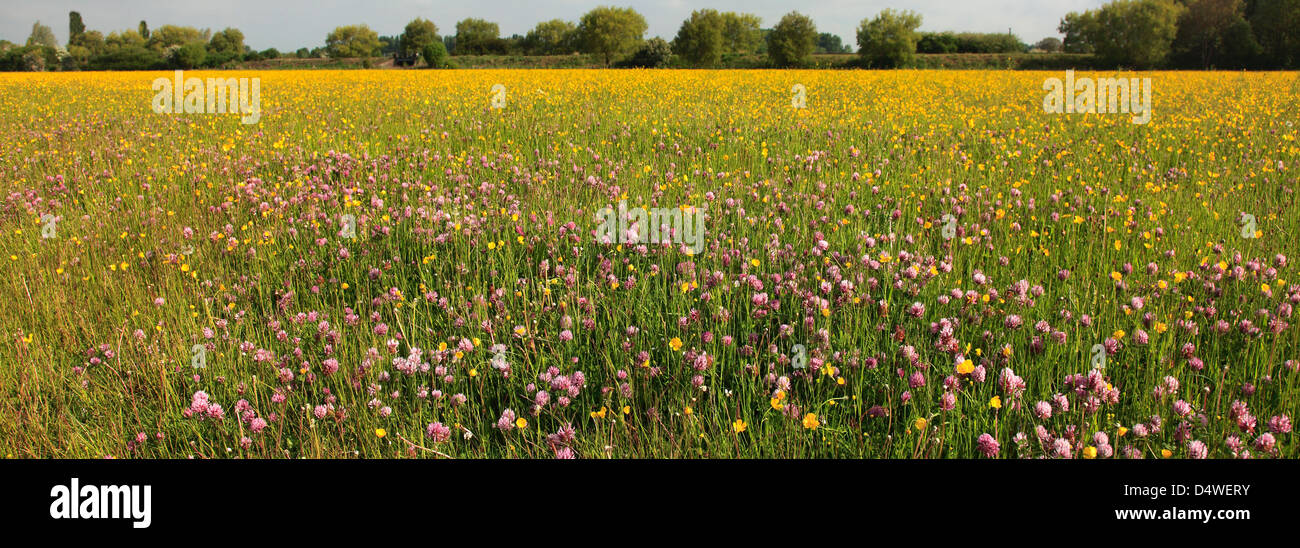 Des fleurs des champs d'été, la vallée de la rivière Nene, près de Castor, village du comté de Cambridgeshire, Angleterre, Grande-Bretagne, Royaume-Uni Banque D'Images