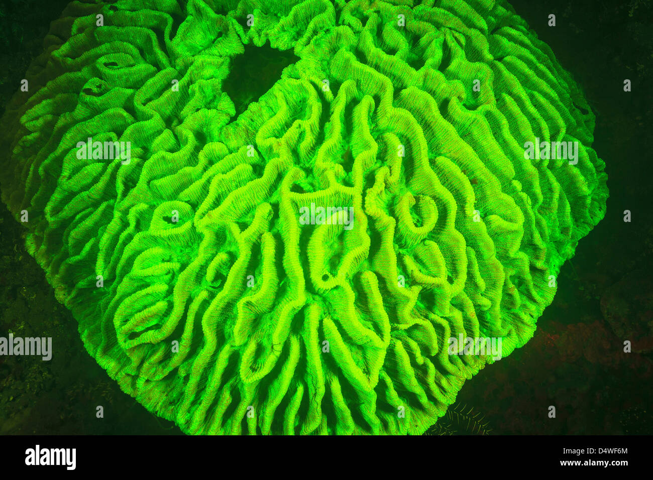 Sur le récif de corail dur lumineux Photo Stock - Alamy