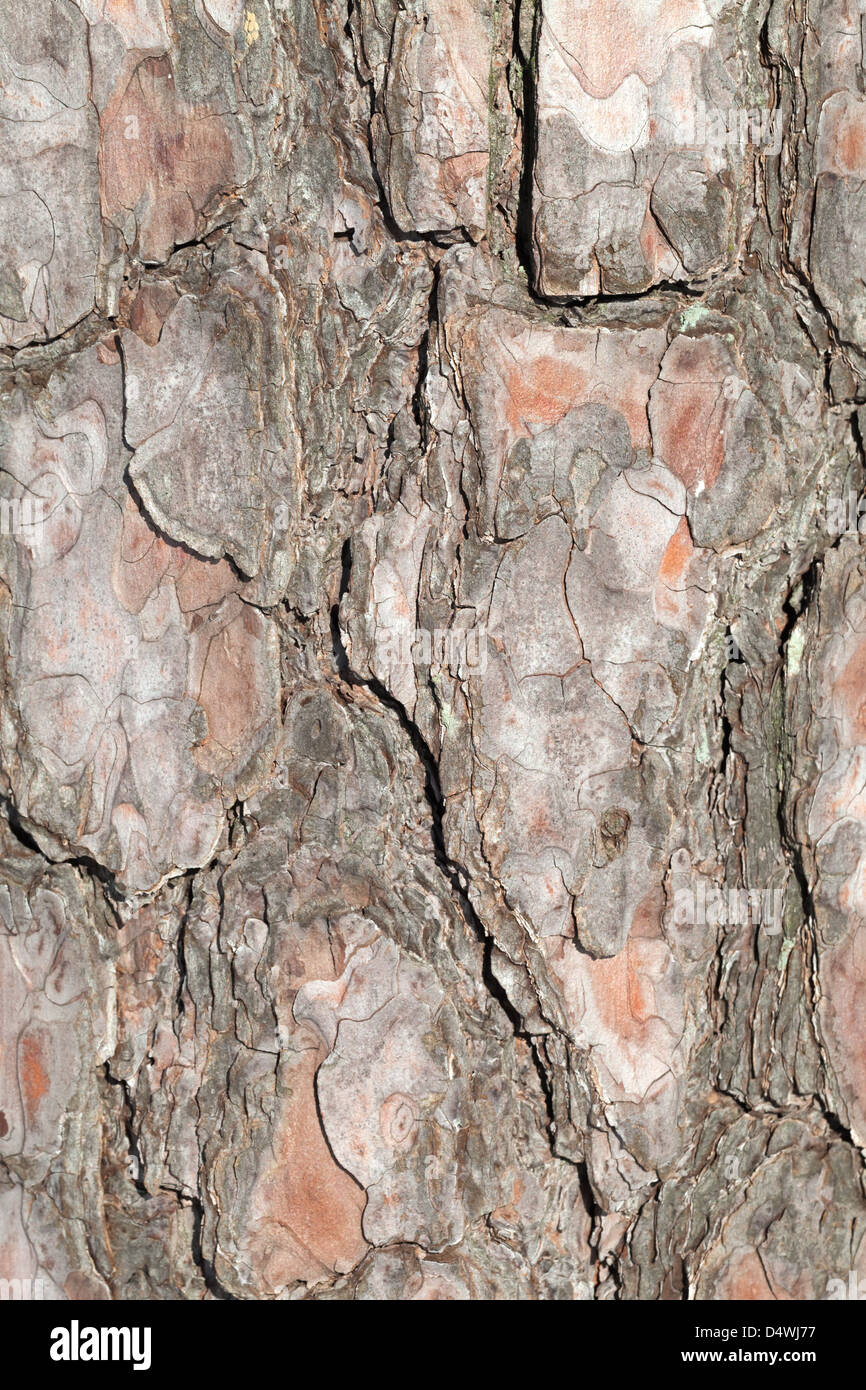 L'écorce de pin détaillées verticale la texture d'arrière-plan Banque D'Images