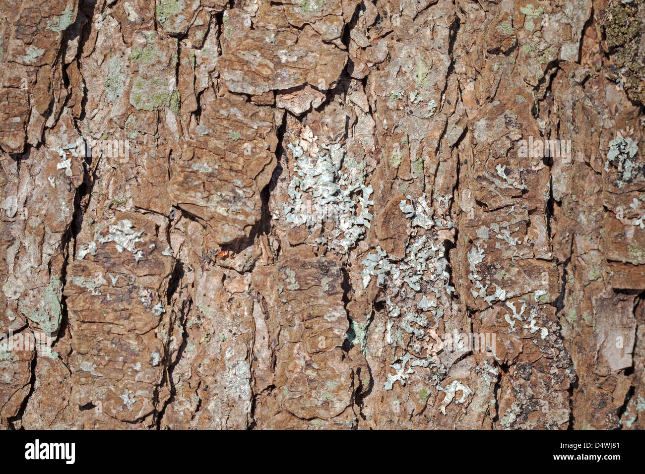 L'écorce de pin détaillées avec texture de fond de lichen Banque D'Images