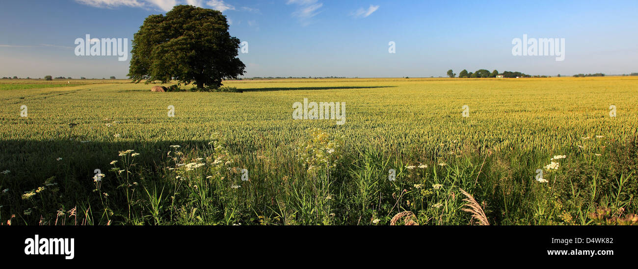 Hêtre arbre dans un champ d'été, près de Fenland, Cambridgeshire, Angleterre Mars Banque D'Images